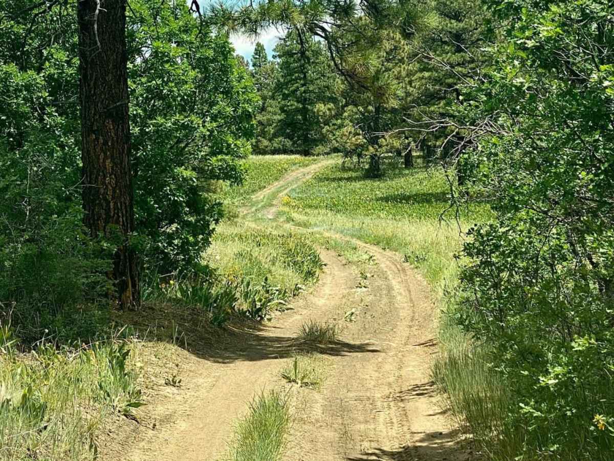 Eight Mile Mesa E-USFS Rd #651E trail photo