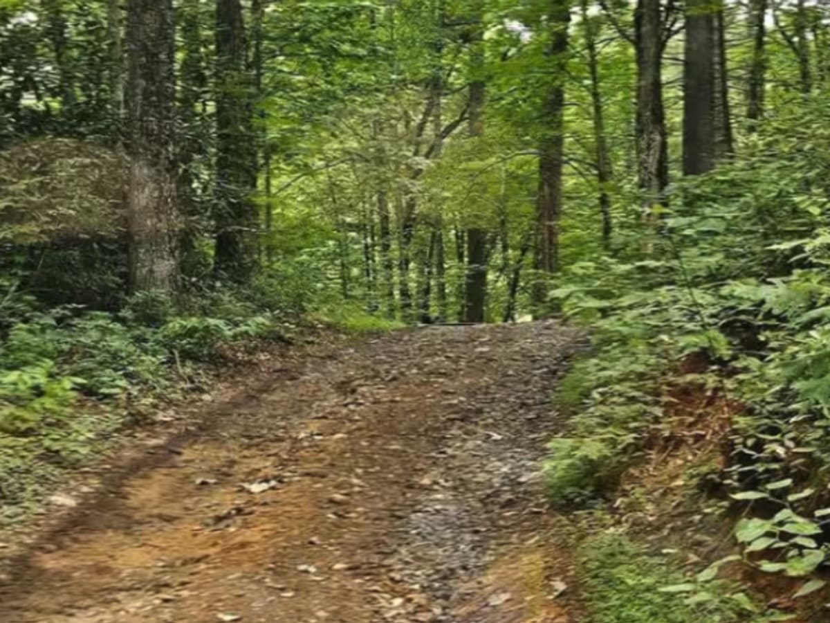 Steel Knob/Chestnut Mountain photo 5