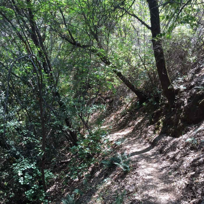 The start of some shade. Near Marble Falls Trail