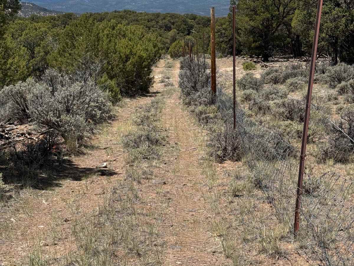 BLM 8463D photo 6