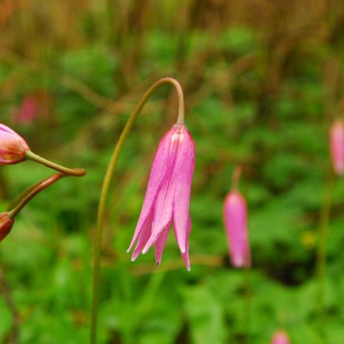 Near Saddle Mountain