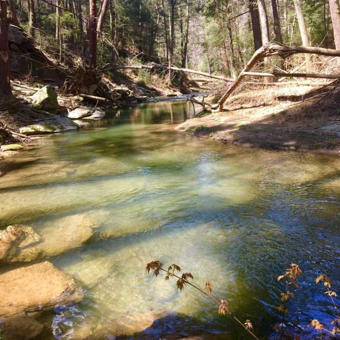 Otter Creek Near Mason Dixon Trail: Otter Creek