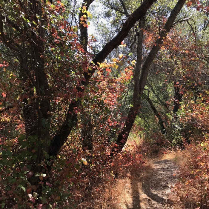 August, late morning, on Sweetwater Creek Trail Near Sweetwater Creek Trail