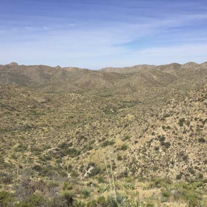 Near Wild Burro Loop Trail