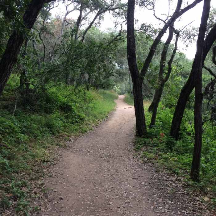 Near Dusky-footed Woodrat Trail