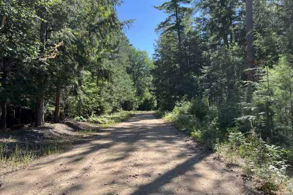 Fir - Forest Road 13040