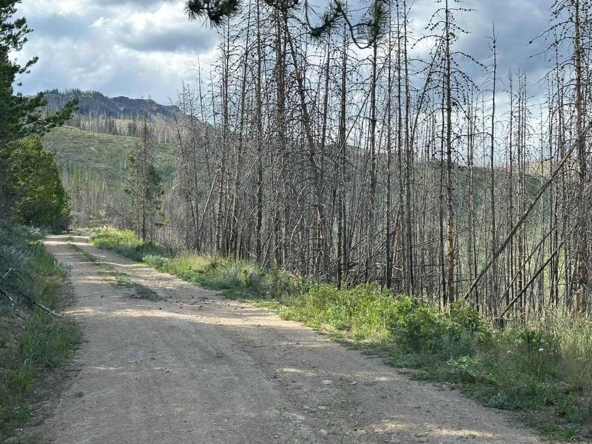 FS Road 112 photo 3