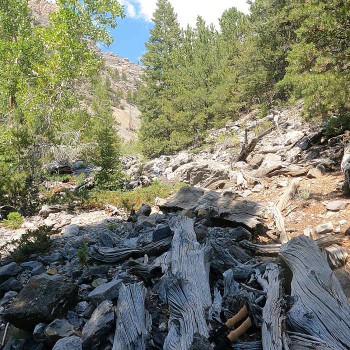 Near Mount Breitenbach Trail