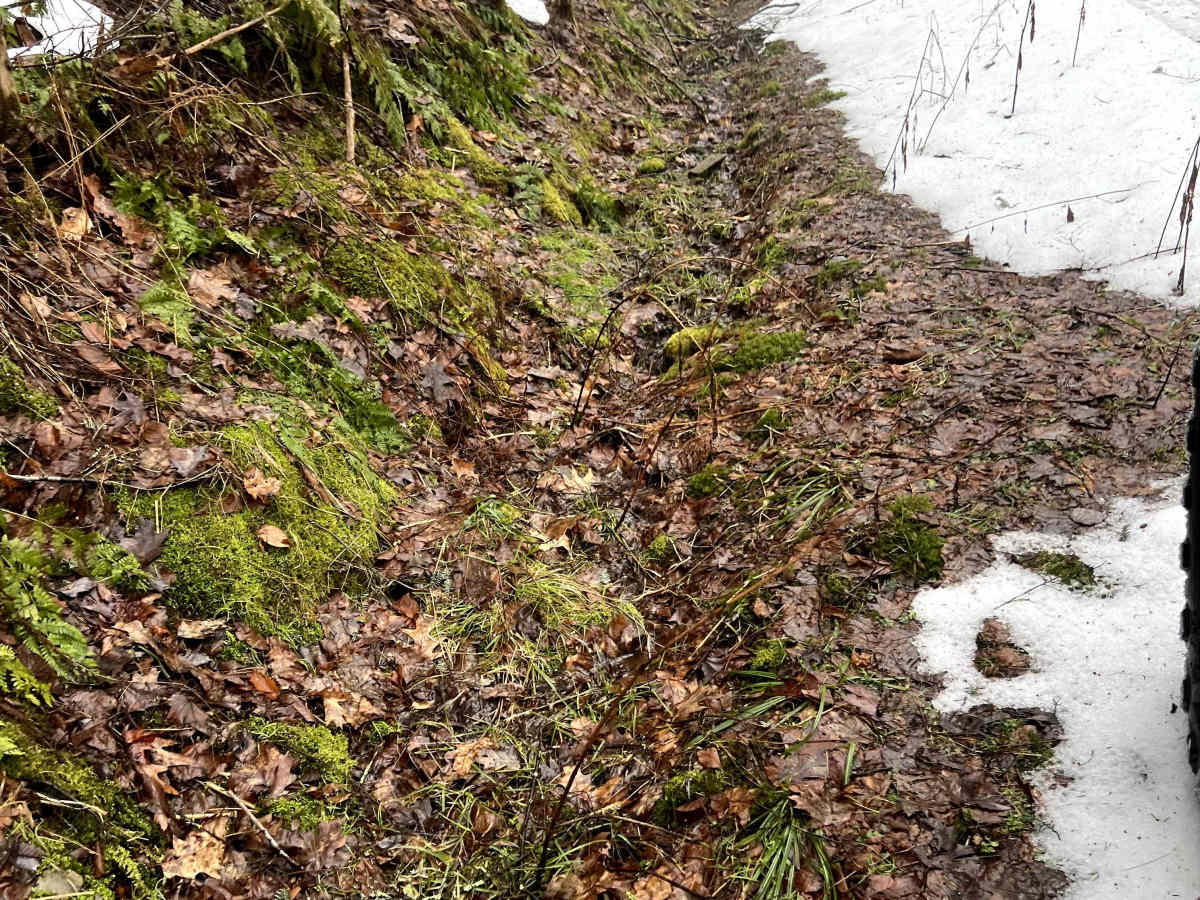 Oak Ridge Trail photo 5