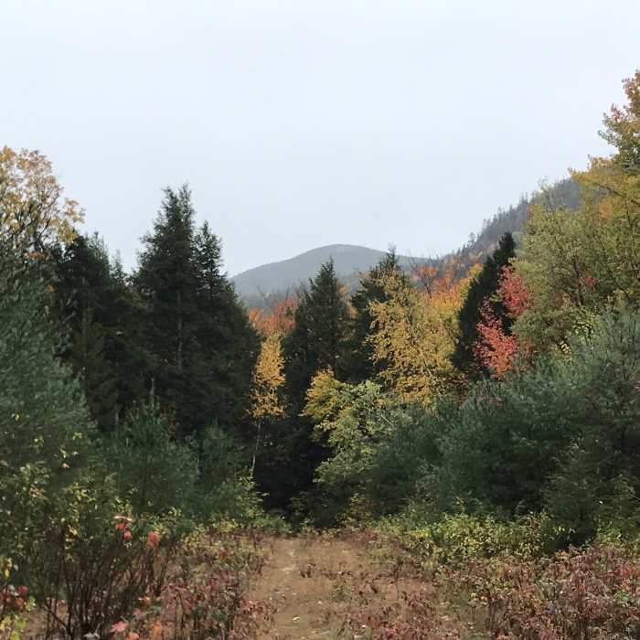 An overcast fall day. Near Red's Trail (MMR)