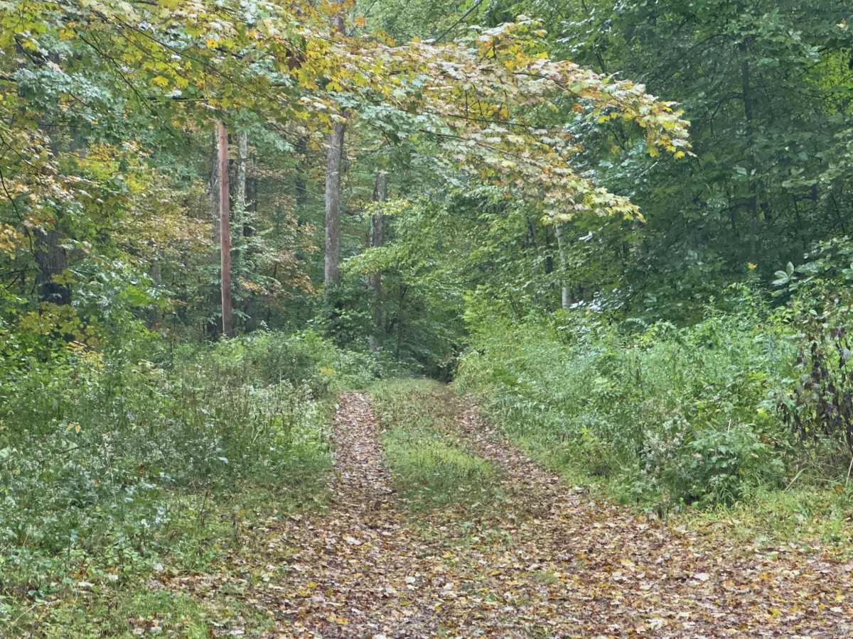 Benedict Trail photo 5
