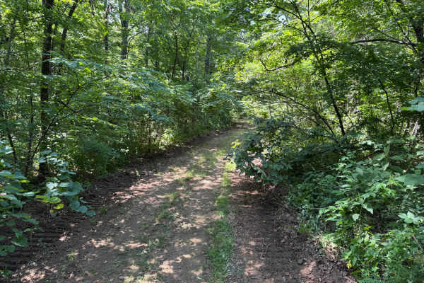 Napoleon knob