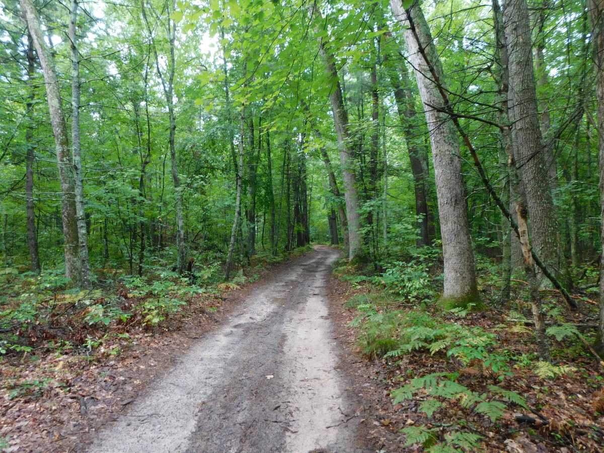 Linderman Road Forest Route trail photo