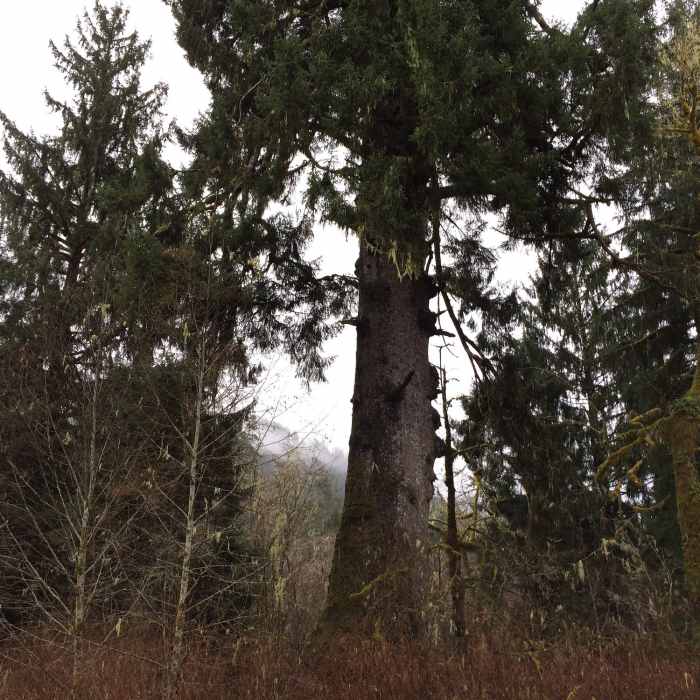 Giant spruce Near Resort Trail