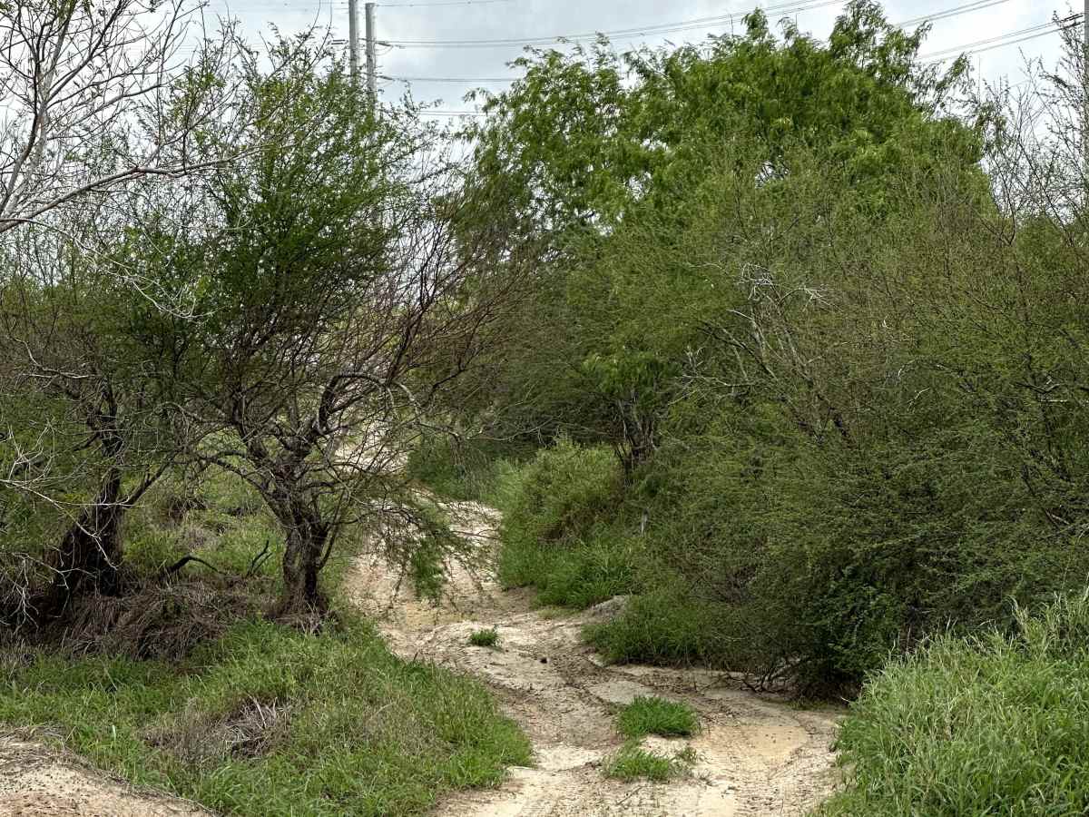Mosquito Track photo 5