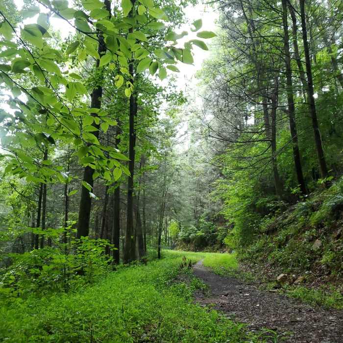 Near Pinhoti Run (Bear Creek, Pinhoti, Mountaintown Creek)