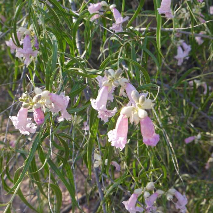 Near Sullivan Canyon Trail