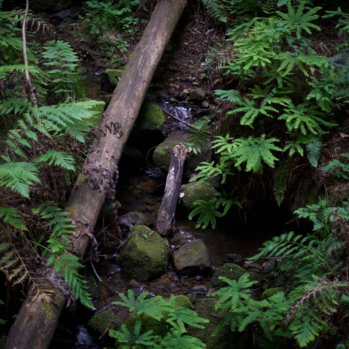Near Redwood Springs Trail