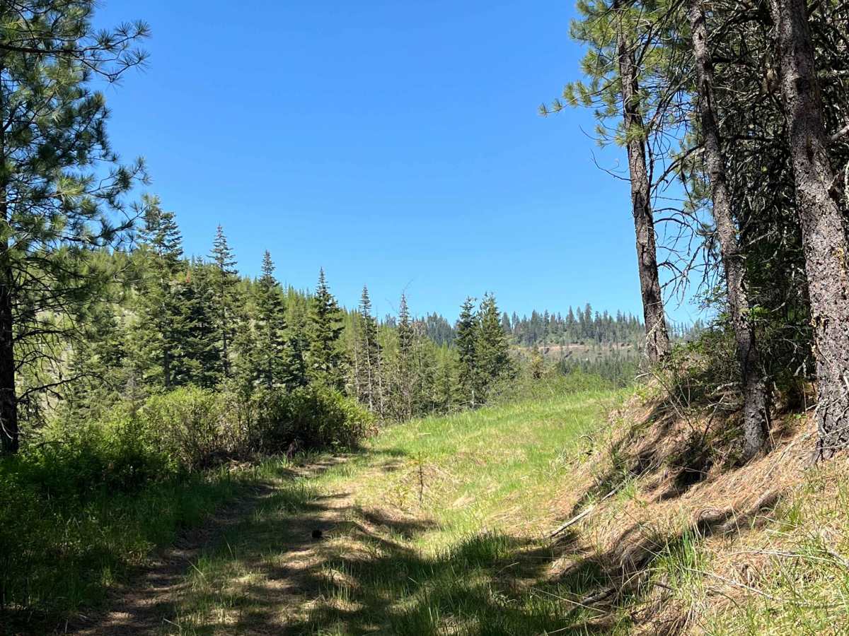 FS 3940 Cutoff Trail photo 4