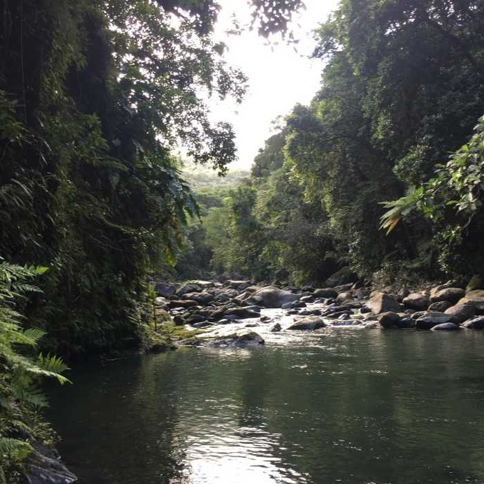The Rio Mameyes is shrouded in dense tropical foliage. Near Angelito Trail
