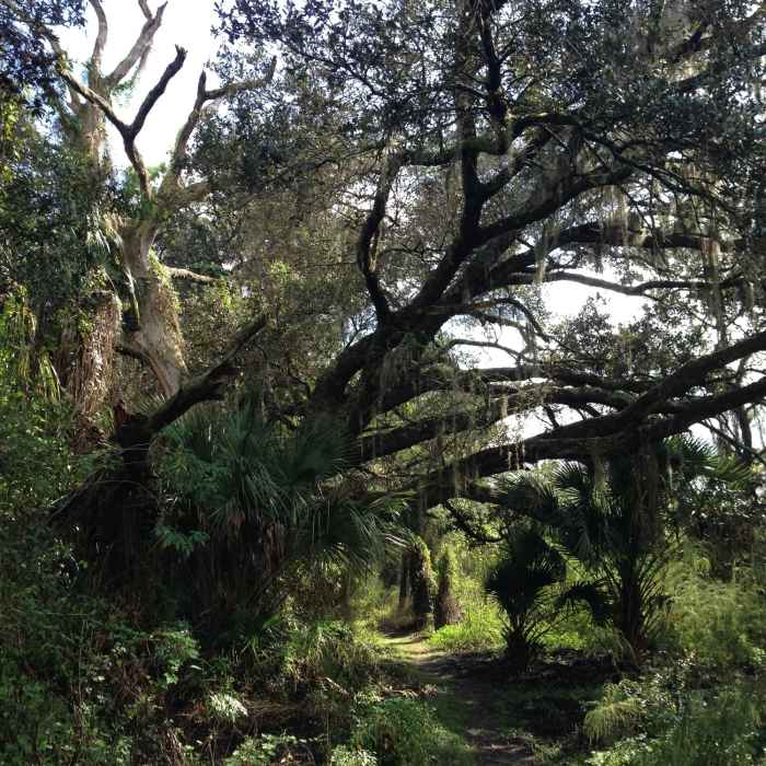 The trail going under an old live oak tree. Near Little Manatee River State Park