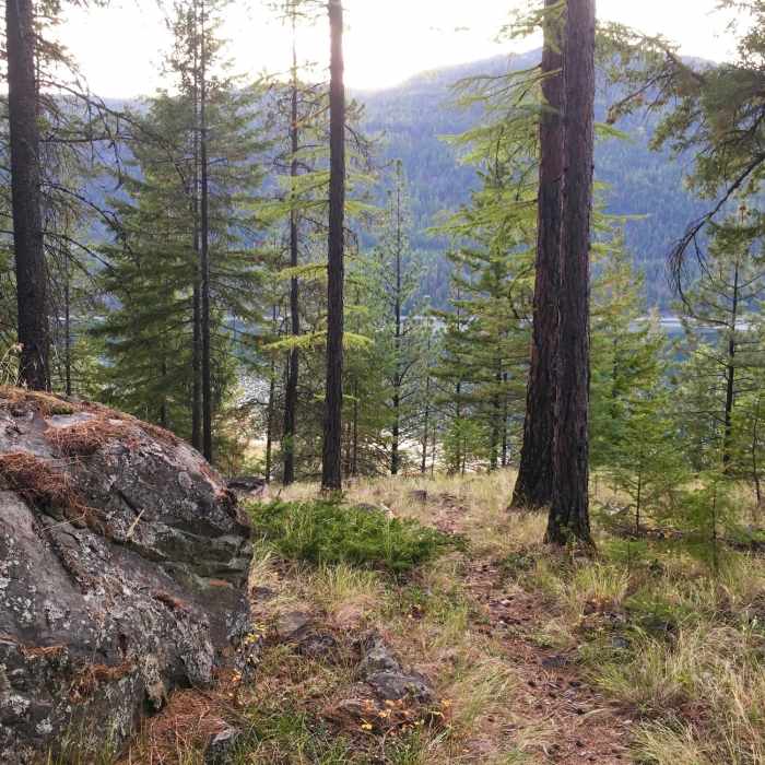 As you hike this pleasant, needly track, you're somehow totally unaware that this little trail is tucked within the bend of the entrance road. Near Peck Gulch Nature Trail #550