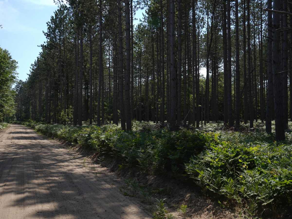 Mosquito Alley Truck Trail photo 2
