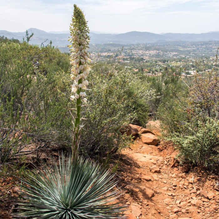 Near Viejas Mountain