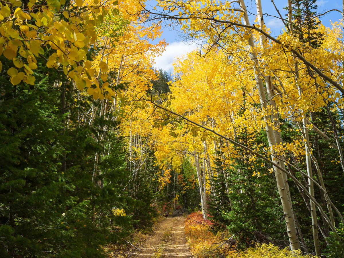 Long Ridge - FS 10148 photo 4
