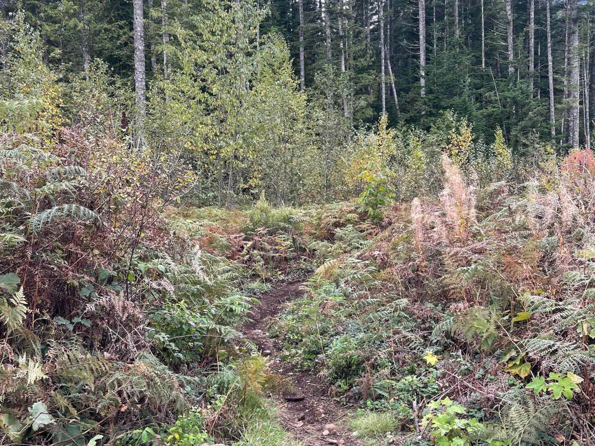 Fern Turns photo 3