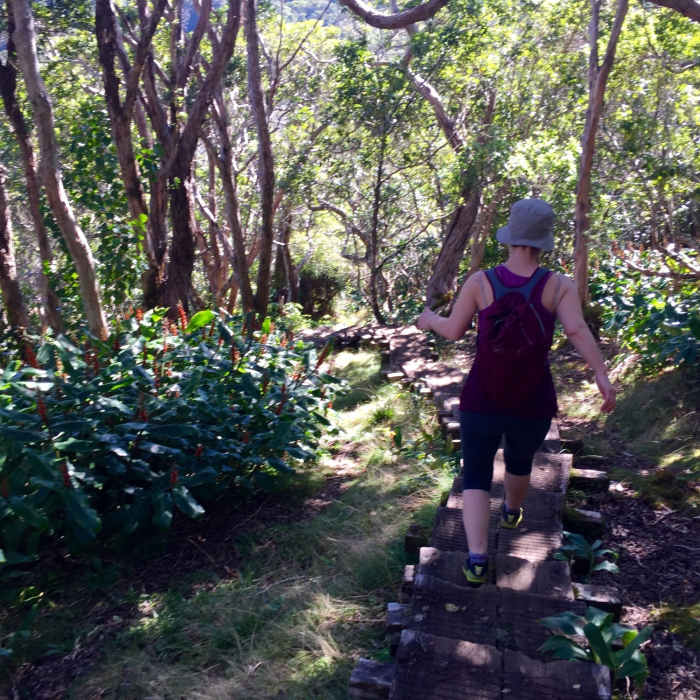 Alaka'i Near Alakai Swamp Out and Back