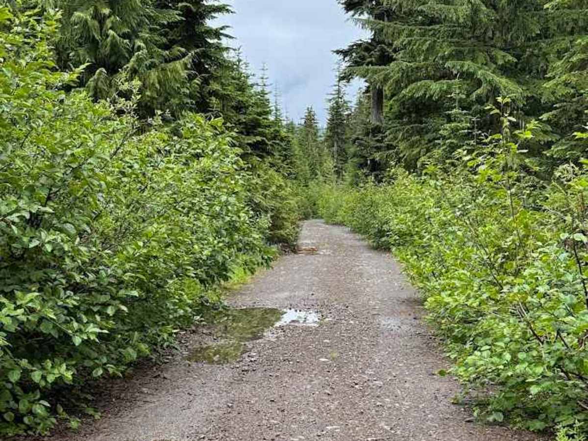 Dandy Pass - FS 5080 photo 5