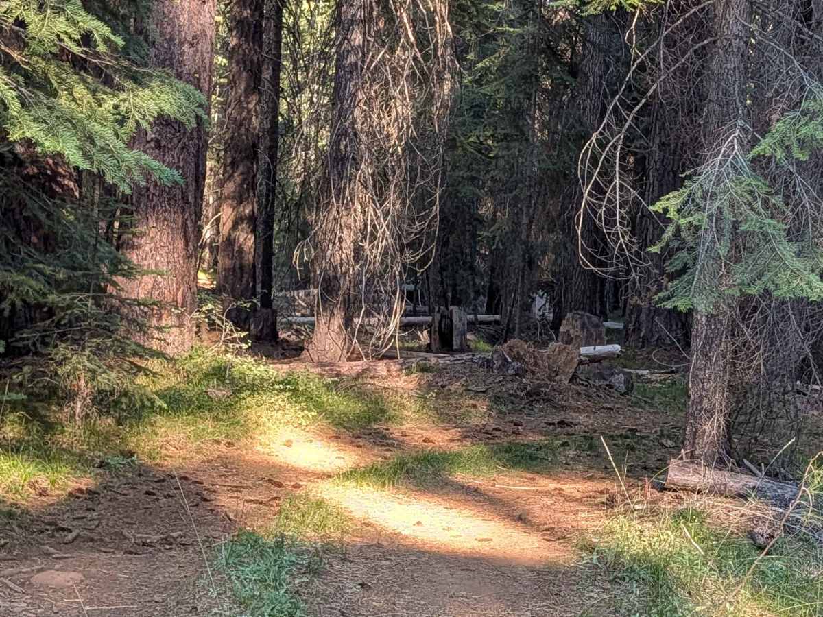 White Deer - FS 42N78 trail photo