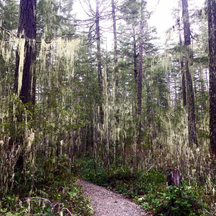 Right near the beginning of the loop, the forest almost feels like a sort of creepy watercolor painting. Near Big Creek Campground Trail #827