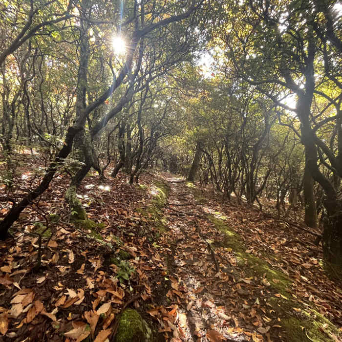 A Laurel tunnel on Laurel Mountain Near Laurel Mountain