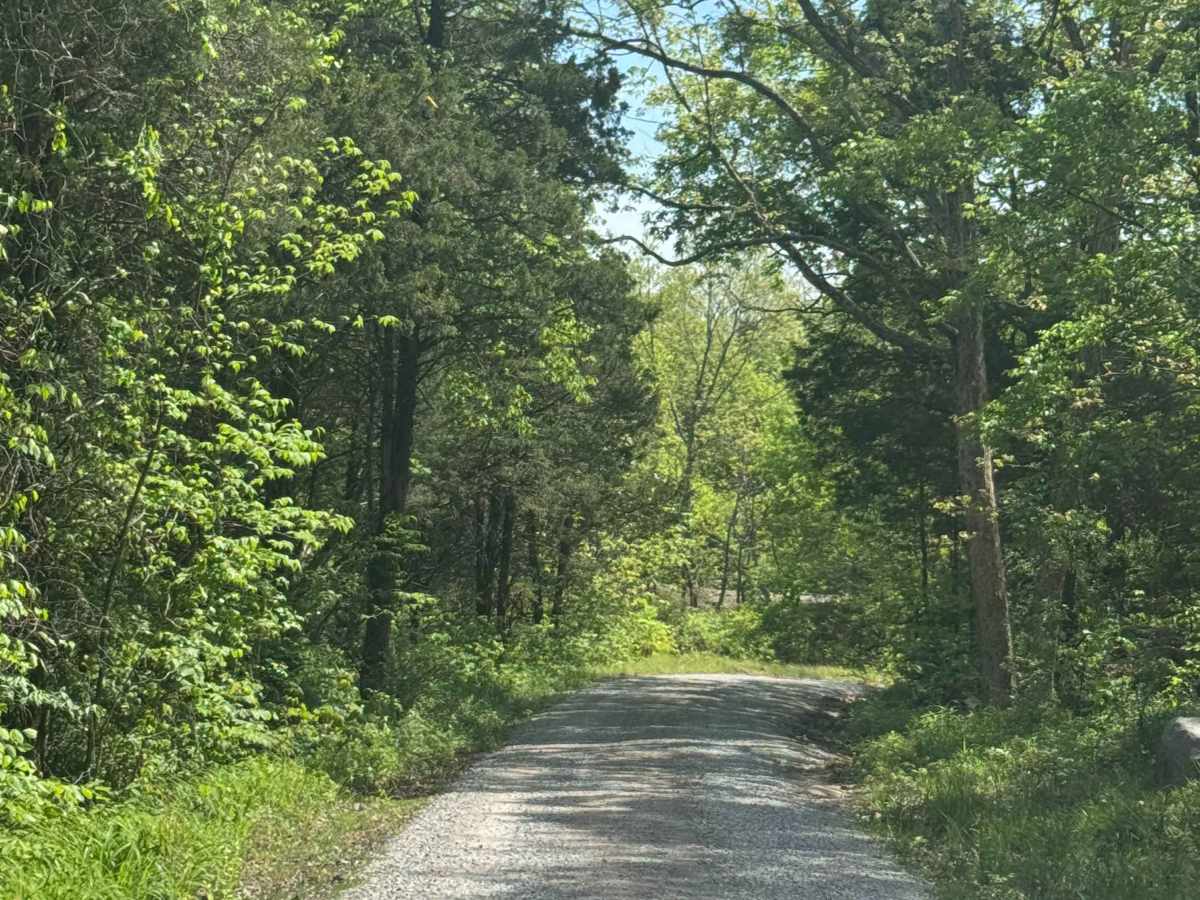 High Knob Trail photo 3