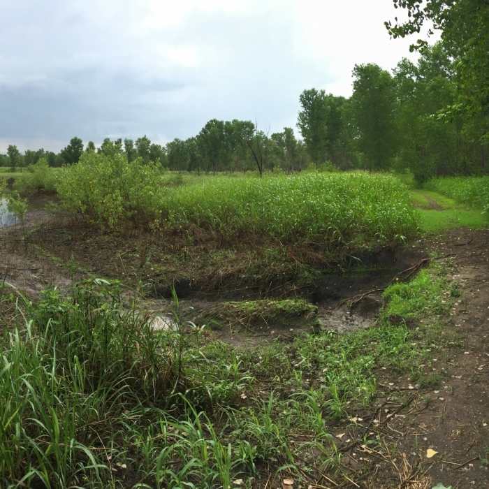 Near Knebler Pond Loop