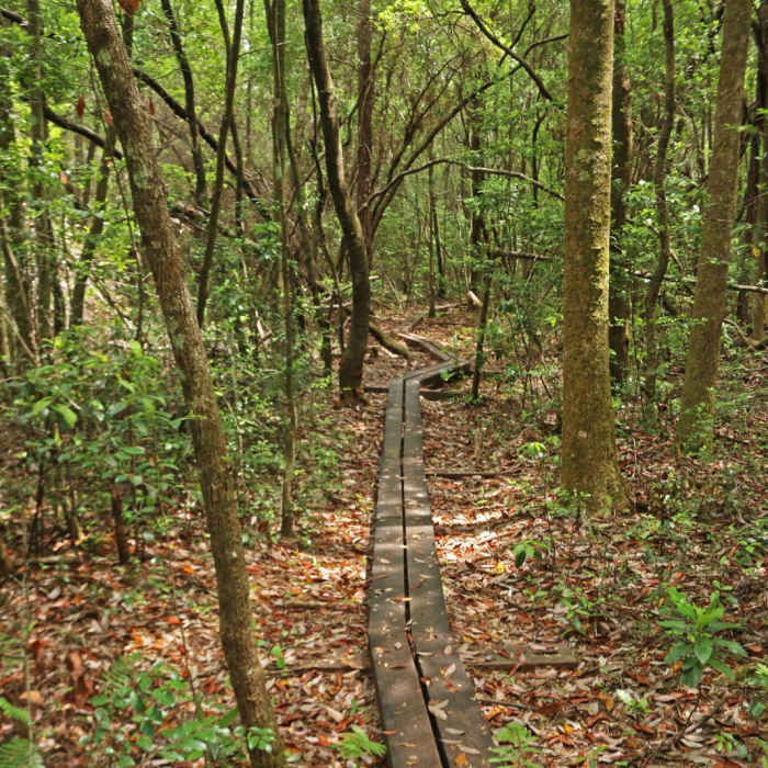 Near Florida National Scenic Trail