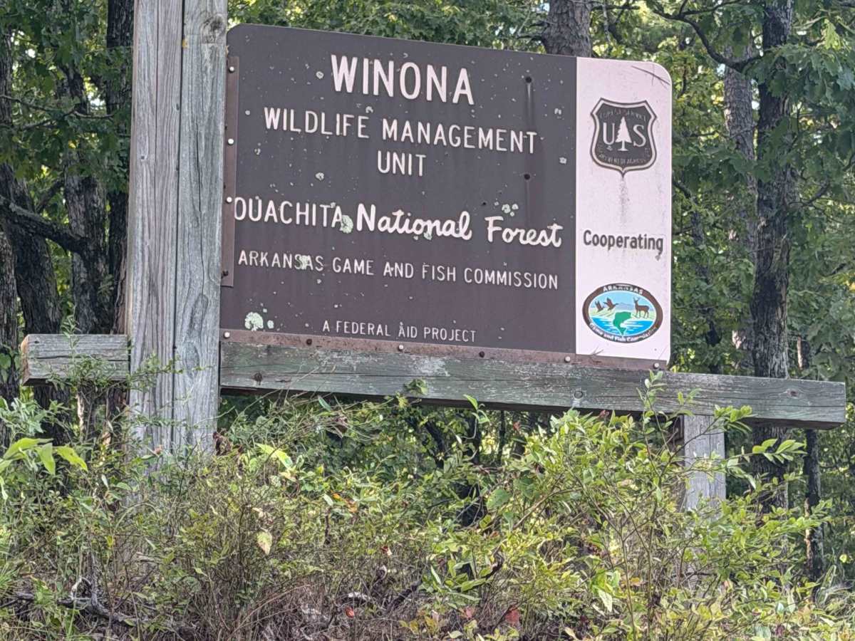 South Winona Forest Road photo 6