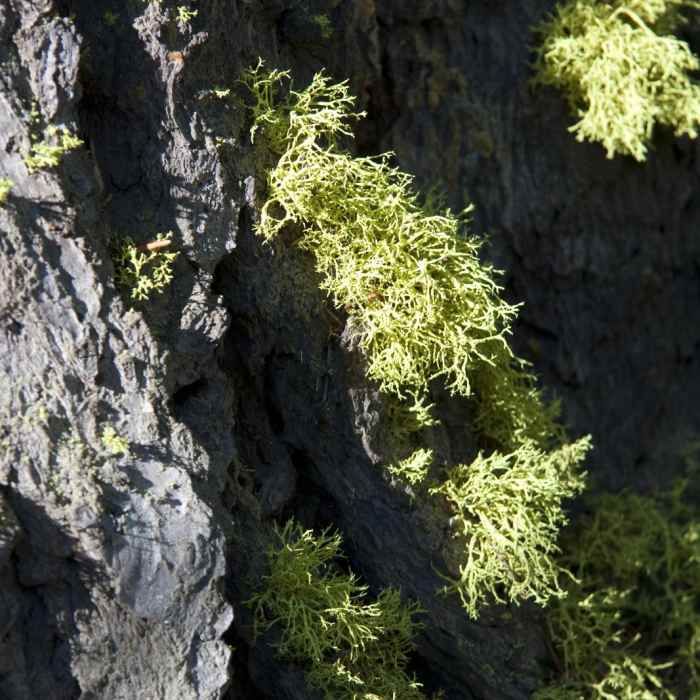 Near Alpine Way Trail, Fishhook Creek to Iron Creek