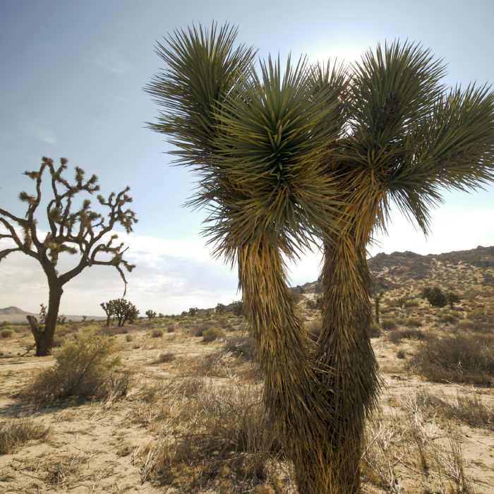 Near Cholla Cactus Garden Trail