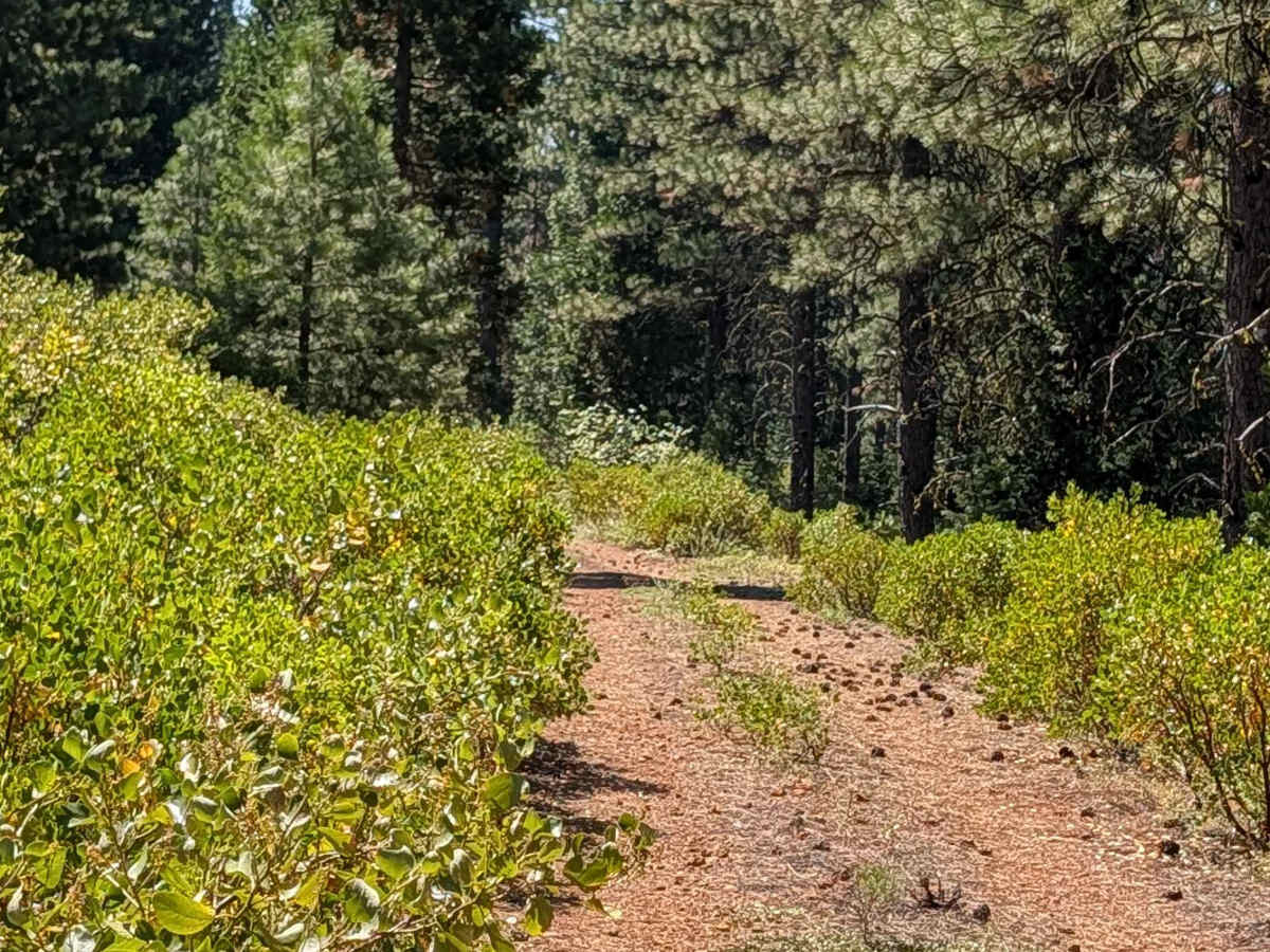 Porcupine Butte - FS 42N20 photo 4