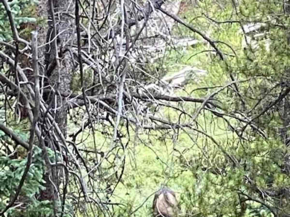 Slaughter House Gulch photo 5