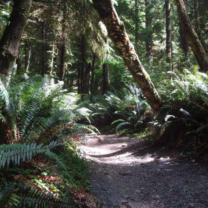 Near Tillamook Lighthouse Trail