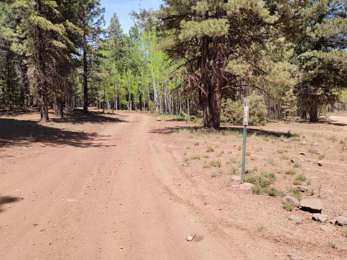 Ponderosa Loop trail photo