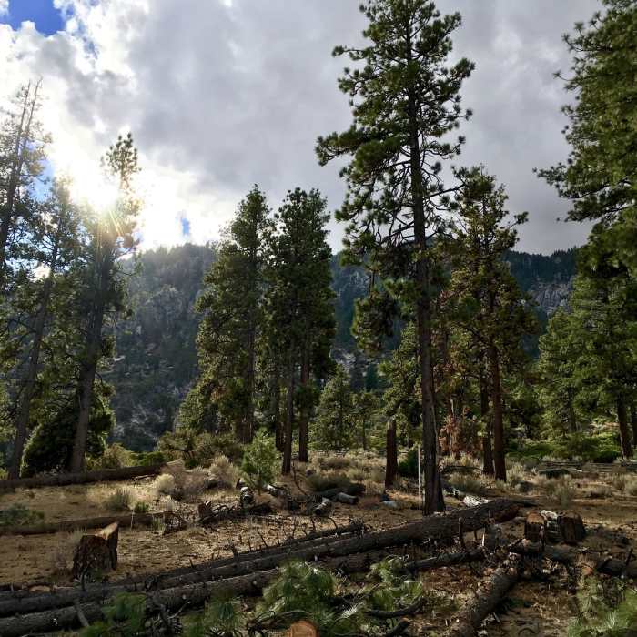 Near Fay Luther/Jobs Peak Ranch Trail