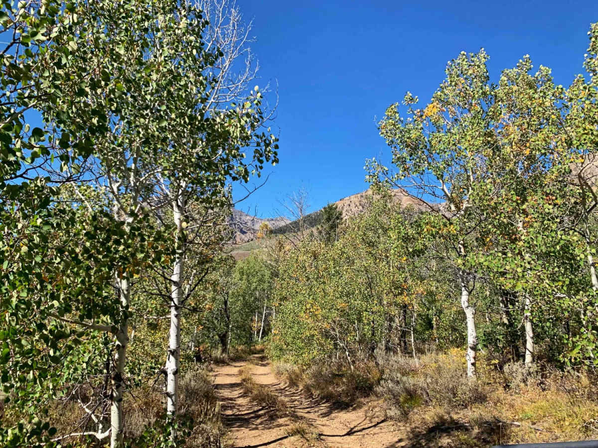Boulder Creek Left Trail photo 6