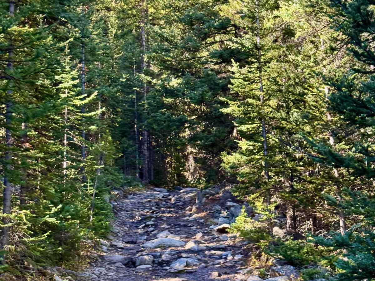 South Halfmoon Gulch/Iron Mike Mine photo 4