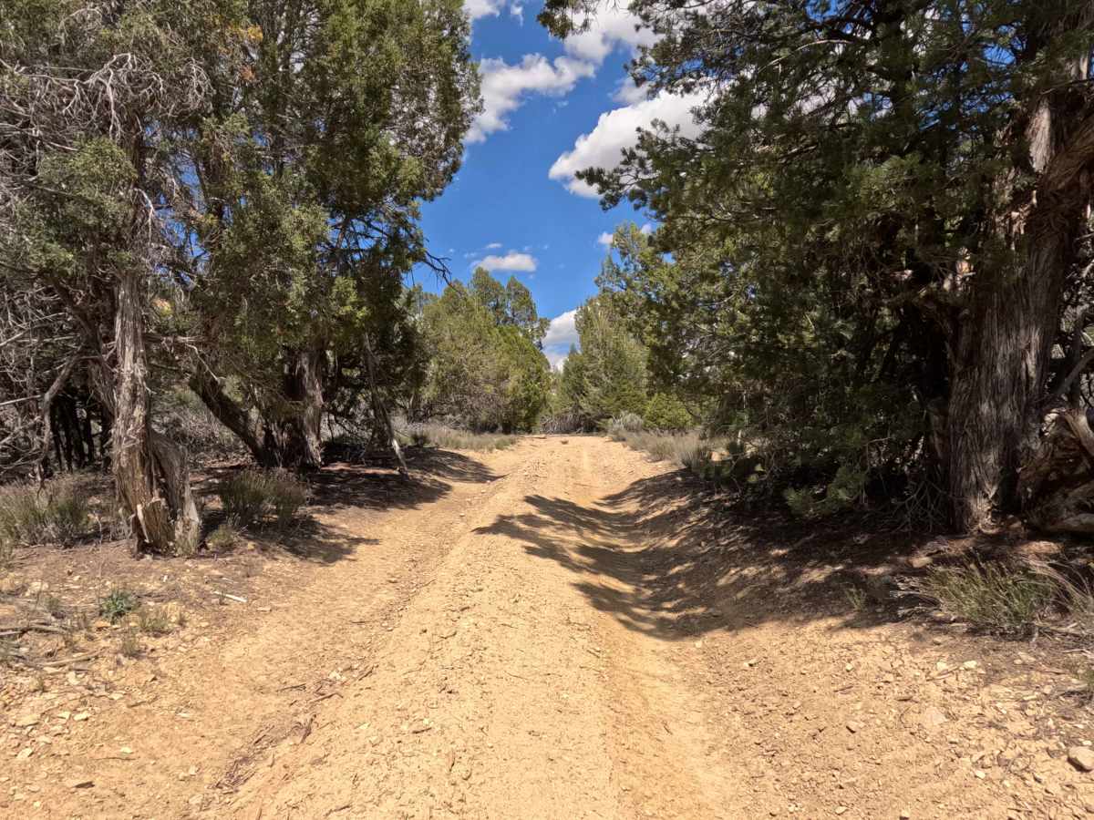 BLM 46 photo 6