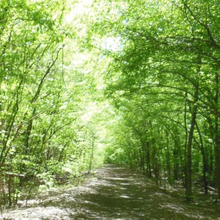 Near South Fork Rail Trail